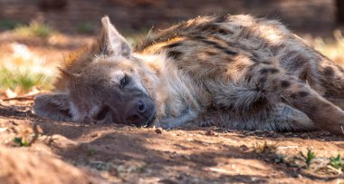 Benekli bir sırtlanın (Crocuta crocuta), Güney Afrika 'daki Kgalagadi Transfrontier Park' ında dinlenen ve aynı zamanda gülen sırtlan olarak da bilinen