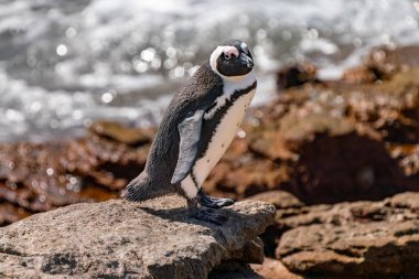 African penguin, or jackass penguin, or Spheniscus demersus, or Cape penguin, in the colony of Boulders Beach near Simons Town, South Africa clipart