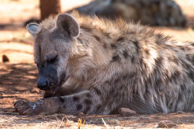 Gülen sırtlan olarak da bilinen benekli bir sırtlanın (Crocuta crocuta) yakınında, Güney Afrika 'daki Kgalagadi Transfrontier Park' ta aslan leşinin kalıntılarını yer.