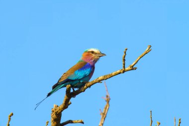 Leylak göğüslü silindir, Coracias caudatus, Kruger Ulusal Parkı, Güney Afrika