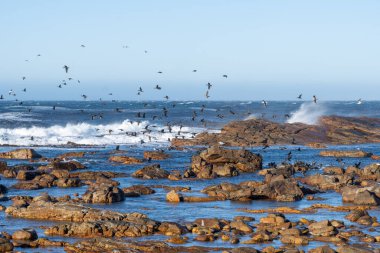 Ümit Burnu 'ndaki Atlantik Okyanusu manzarası, Cape Peninsula, Batı Burnu, Güney Afrika