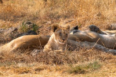Güney Afrika 'daki Kruger Ulusal Parkı' nda bir aslan yavrusu olan Panthera Leo 'ya yaklaş.