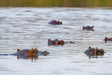 Hippo 'nun göl suyuna yakın, Kruger Ulusal Parkı, Güney Afrika