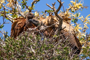 Güney Afrika 'daki Kruger Ulusal Parkı' ndaki Cape Vulture veya Cape Griffon veya Gyps ortaklaşa...