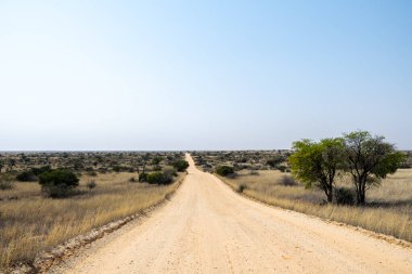 Güney Afrika 'daki Kgalagadi Sınır Aşan Parkı' ndaki manzara rotası