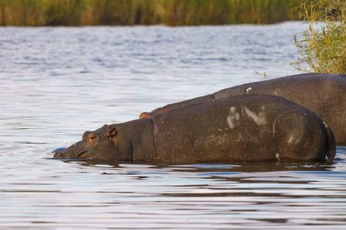 Güney Afrika 'daki Kruger Ulusal Parkı' nda su aygırları dinleniyor.