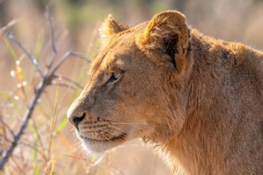 Güney Afrika 'daki Kruger Ulusal Parkı' nda genç bir aslan olan Panthera Leo 'ya yaklaş.
