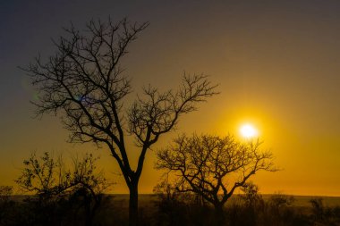 Güney Afrika 'daki Kruger Ulusal Parkı' nda günbatımı