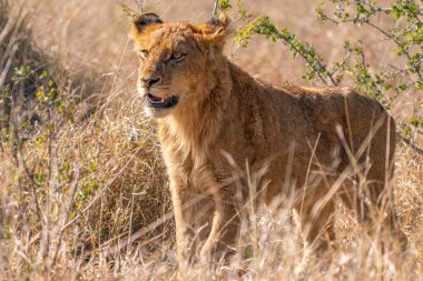 Güney Afrika 'daki Kruger Ulusal Parkı' nda genç bir aslan olan Panthera Leo 'ya yaklaş.