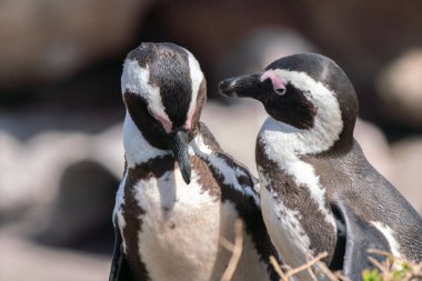 Güney Afrika 'nın Simons kasabası yakınlarındaki Boulders Sahili' nde yaşayan Afrika penguenleri, veya eşek penguenleri, veya Spheniscus demersus, veya Cape pengueni.