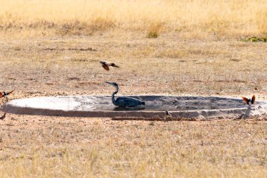 Black headed Heron, or Ardea melanocephala, tries to catch other birds in a waterhole, in Kgalagadi Transfrontier Park, South Africa clipart