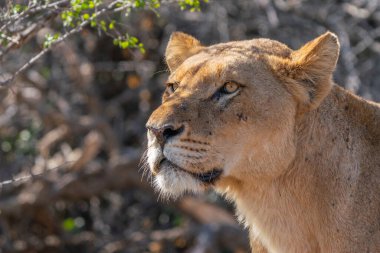 Güney Afrika 'daki Kruger Ulusal Parkı' nda aslan dişi aslanın yakın çekimi.