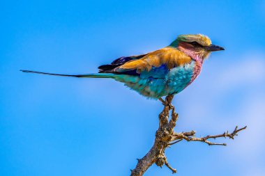 Leylak göğüslü silindir, Coracias caudatus, Kruger Ulusal Parkı, Güney Afrika