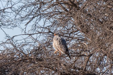 Pale chanting goshawk, or Melierax canorus, in Kgalagadi Transfrontier Park, South Africa clipart