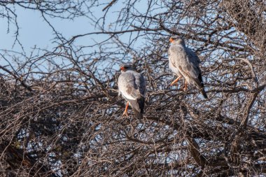Güney Afrika 'daki Kgalagadi Transfrontier Parkı' nda ilahi söyleyen beyaz Şahin ya da Melierax Canorus.