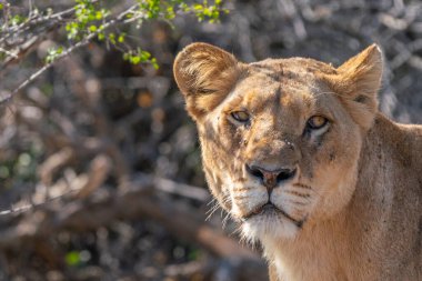 Güney Afrika 'daki Kruger Ulusal Parkı' nda aslan dişi aslanın yakın çekimi.