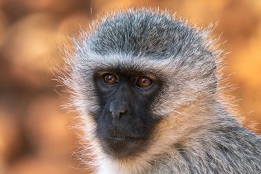 Güney Afrika 'daki Kruger Ulusal Parkı' nda babunun yakınında.