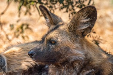 Close up of a brown hyena, or Parahyaena brunnea, (Hyaena brunnea) looking for a prey, in Kgalagadi Transfrontier Park, South Africa clipart