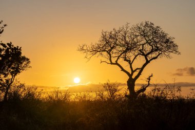 Güney Afrika 'daki Kruger Ulusal Parkı' nda günbatımı