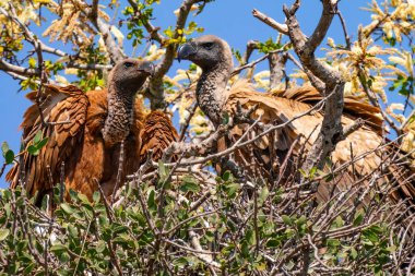 Güney Afrika 'daki Kruger Ulusal Parkı' ndaki Cape Vulture veya Cape Griffon veya Gyps ortaklaşa...