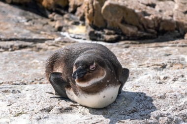 Güney Afrika 'nın Simons kasabası yakınlarındaki Boulders Sahili' nde yaşayan Afrika penguenleri, veya eşek penguenleri, veya Spheniscus demersus, veya Cape pengueni.
