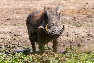 Desert warthog, or Phacochoerus aethiopicus, in Kruger National Park, South Africa clipart