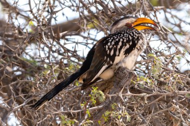 Close up of southern yellow billed hornbill, or Tockus leucomelas, in Kgalagadi Transfrontier Park, South Africa clipart