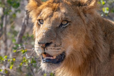 Güney Afrika 'daki Kruger Ulusal Parkı' nda genç bir aslan olan Panthera Leo 'ya yaklaş.