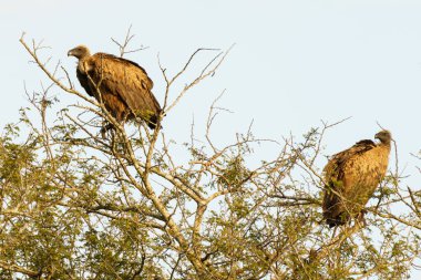 Güney Afrika 'daki Kruger Ulusal Parkı' ndaki Cape Vulture veya Cape Griffon veya Gyps ortaklaşa...