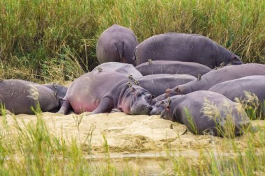 Kuşkakanlar, Güney Afrika 'daki Kruger Ulusal Parkı' nda kene gibi parazitleri temizleyerek su aygırlarına yardım ediyor.