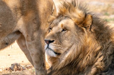 Güney Afrika 'daki Kruger Ulusal Parkı' nda Aslan Panthera Leo 'ya yaklaş.