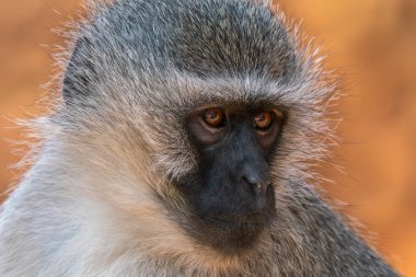 Güney Afrika 'daki Kruger Ulusal Parkı' nda babunun yakınında.