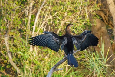 Afrika dartı, ya da Anhinga rufa, ya da Güney Afrika Kruger Ulusal Parkı 'ndaki Snakebird,