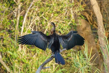 Afrika dartı, ya da Anhinga rufa, ya da Güney Afrika Kruger Ulusal Parkı 'ndaki Snakebird,