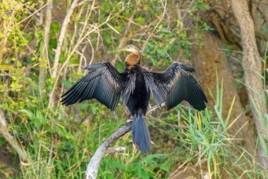 Afrika dartı, ya da Anhinga rufa, ya da Güney Afrika Kruger Ulusal Parkı 'ndaki Snakebird,