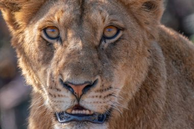 Güney Afrika 'daki Kruger Ulusal Parkı' nda genç bir aslan olan Panthera Leo 'ya yaklaş.