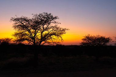 Güney Afrika 'daki Kgalagadi Sınır Aşan Parkı' nda gün batımı
