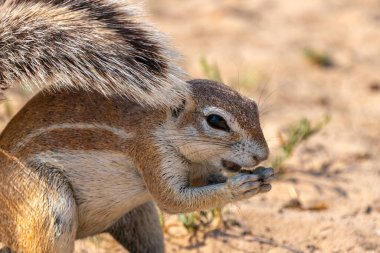 Cape ground sincabı ya da Güney Afrika yer sincabı ya da Geosciurus inauris 'e yakın olup Güney Afrika' daki Kgalagadi Transfrontier Park 'ta yiyecek ararlar.