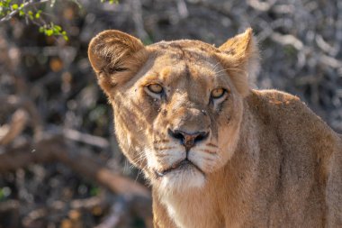 Güney Afrika 'daki Kruger Ulusal Parkı' nda aslan dişi aslanın yakın çekimi.