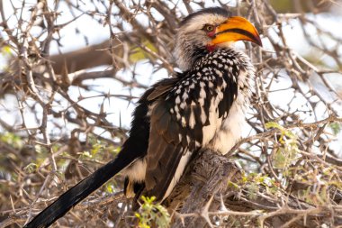 Güney Afrika 'daki Kgalagadi Transfrontier Parkı' ndaki güney sarı gagalı boynuz gagalı ya da Tockus lökomilerini kapatın.