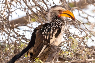 Güney Afrika 'daki Kgalagadi Transfrontier Parkı' ndaki güney sarı gagalı boynuz gagalı ya da Tockus lökomilerini kapatın.