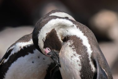 Güney Afrika 'nın Simons kasabası yakınlarındaki Boulders Sahili' nde yaşayan Afrika penguenleri, veya eşek penguenleri, veya Spheniscus demersus, veya Cape pengueni.