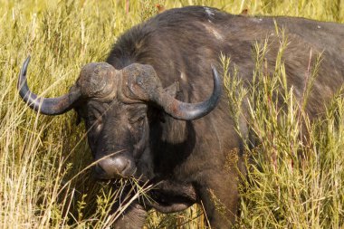 Afrika bufalosu, Cape Buffalo, Syncerus caffer, Kruger Ulusal Parkı, Güney Afrika