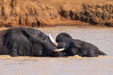 Filler Güney Afrika 'daki Kruger Ulusal Parkı' nda banyo yaparken birbirlerini okşarlar.