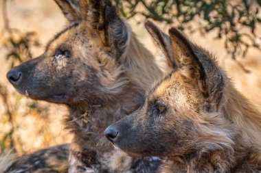 Close up of a brown hyena, or Parahyaena brunnea, (Hyaena brunnea) looking for a prey, in Kgalagadi Transfrontier Park, South Africa clipart