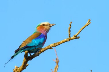 Leylak göğüslü silindir, Coracias caudatus, Kruger Ulusal Parkı, Güney Afrika