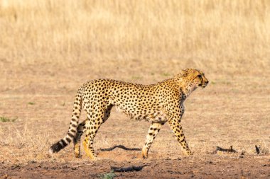 Çita, Güney Afrika 'daki Kgalagadi Transfrontier Parkı' nda av arıyor.