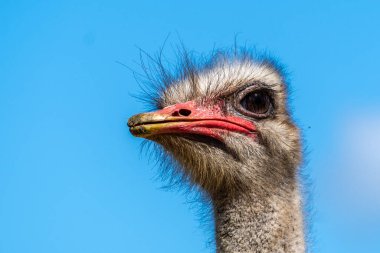 Güney Afrika devekuşuna yakın, Struth io camelus australis, ya da siyah boyunlu devekuşu, ya da Güney Afrika 'daki Addo Fil Ulusal Parkı' ndaki devekuşu,