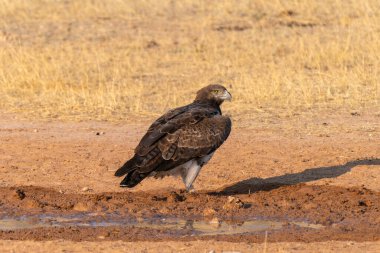 Martial Eagle, Polemaetus bellicosus, Kgalagadi Transfrontier Park, Güney Afrika