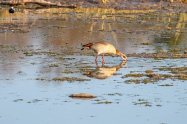 Güney Afrika 'daki Kruger Ulusal Parkı' nda, Mısır kazı ya da Alopochen aegyptiaca